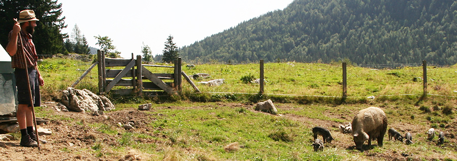 Mangalitza Schweinehirte